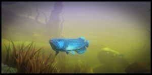 Feed and Grow: Fish 3